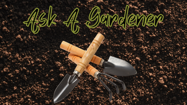 Image for event: Ask A Gardener