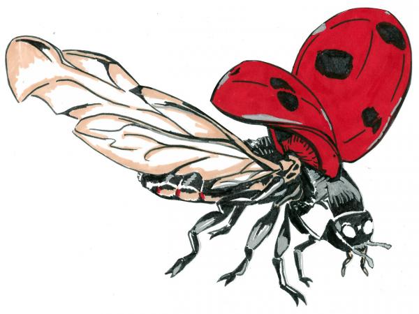 Image for event: Ladybug Release Festival!