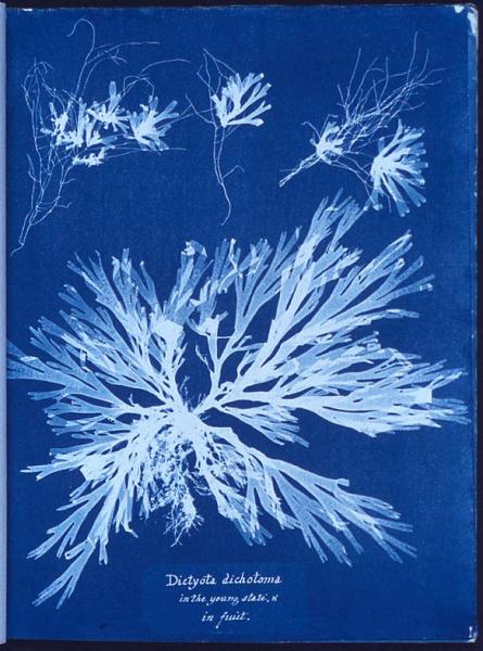 Image for event: Cyanotype workshop (Christmas card edition)