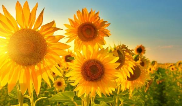 Image for event: 1,000 Sunflowers